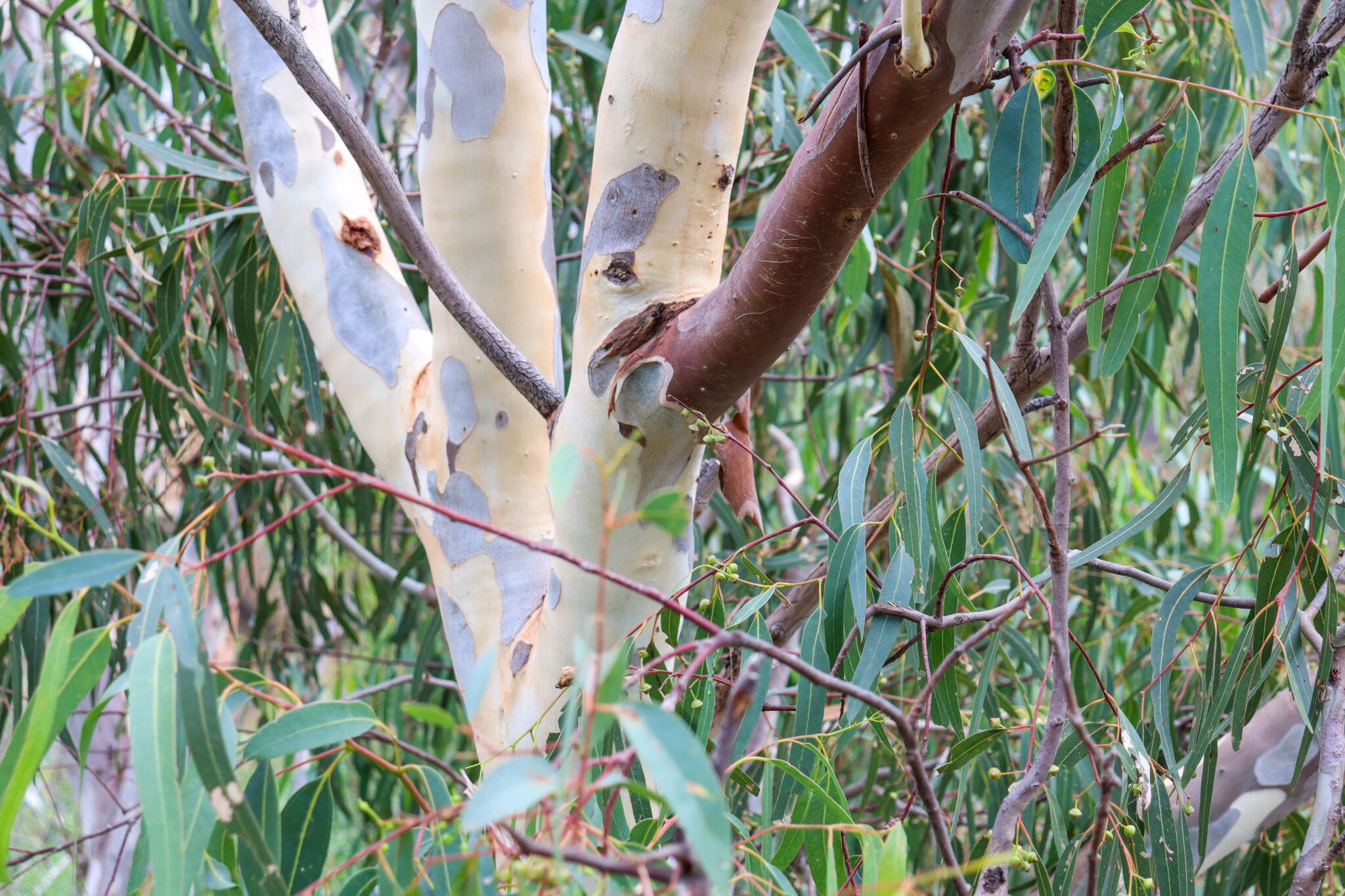 Why Is Eucalyptus Oil So Popular And Where Does It Come From? AeroWest